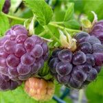25 purple vegetables and fruits you should be growing in your garden! Beautiful to grow and health benefits too!