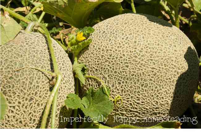 Growing Cantaloupe - a guide for your garden. Everything you need to know from seed to harvest.