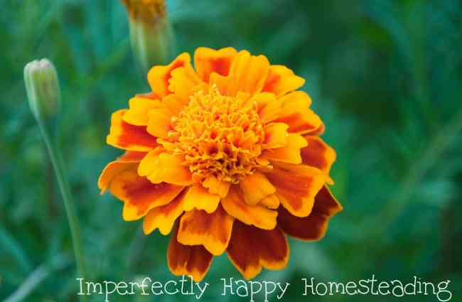 Marigolds in the Vegetable Garden Important Things They Do - 6 Amazing Benefits for gardeners and homesteaders.