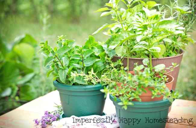 10 Easiest Herbs to Grow in a Pot