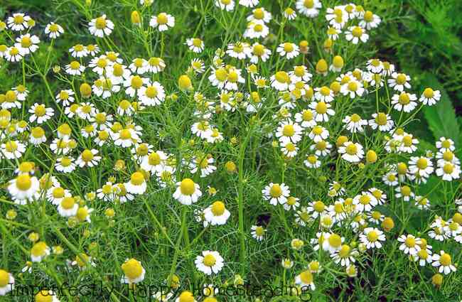 How to Grow Chamomile in Your Garden