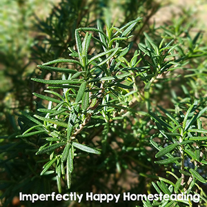 10 Easiest Herbs to Grow in a Pot - Rosemary