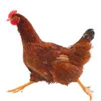 Chicken Facts - Running Chicken