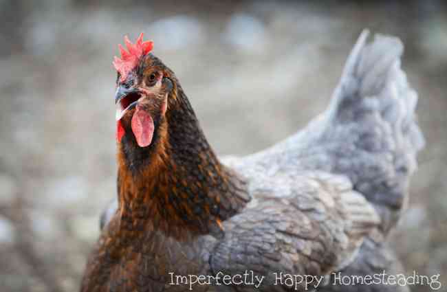 Chickens Facts You Need to Know