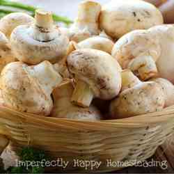 Homemade Gluten Free Cream of Mushroom Soup Recipe