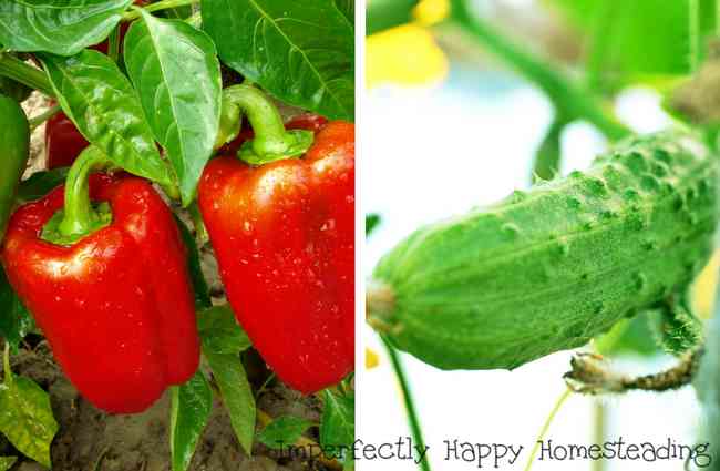 What to Plant in July in Your Vegetable Garden