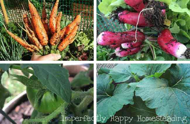 Vegetable Garden Space, How To Maximize Vegetable Garden Space