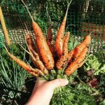 What to Plant in September in Your Vegetable Garden
