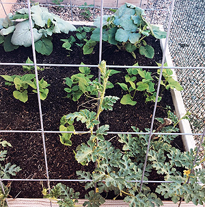 How to Maximize Your Vegetable Garden Space - Watermelon on trellis.