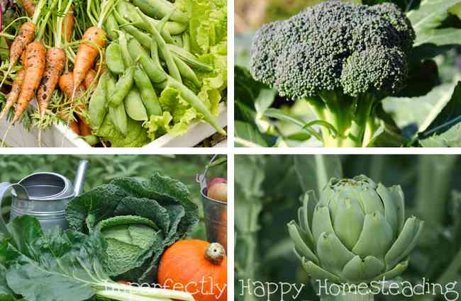 What to Plant in September in Your Vegetable Garden