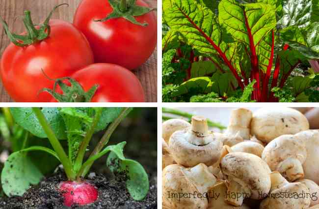 Vegetables You Can Grow Indoors